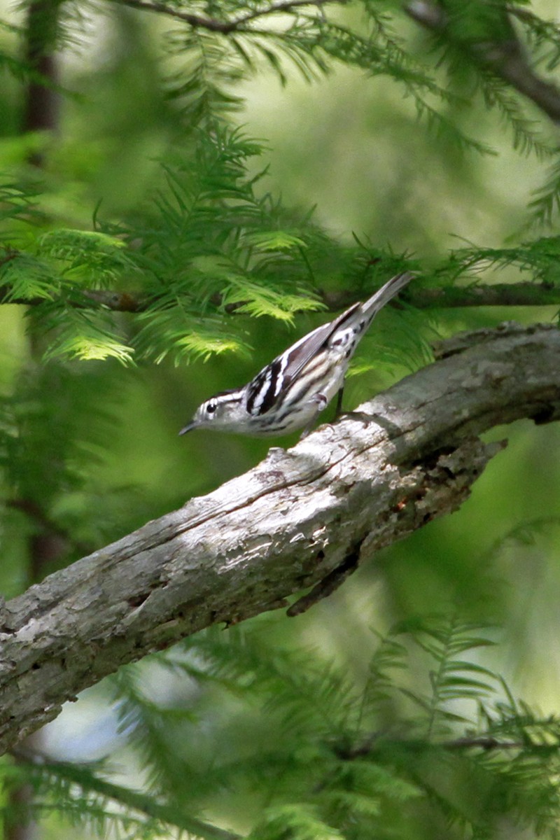 Black-and-white Warbler - Connie Guillory