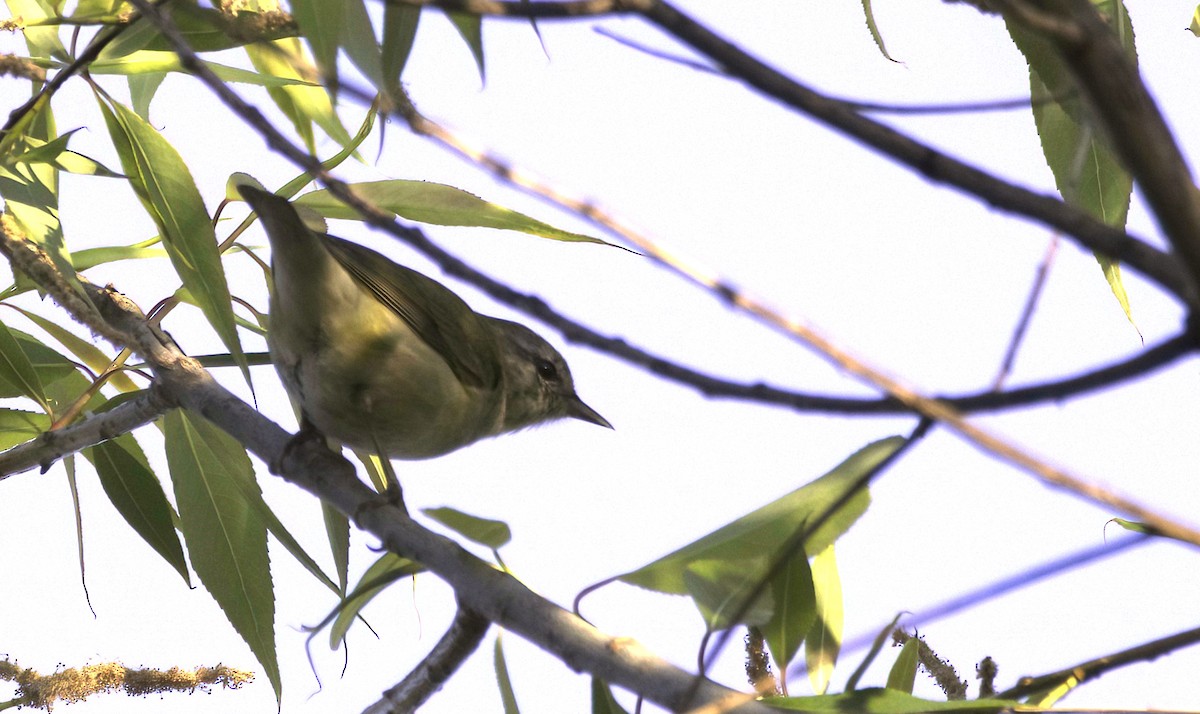 Philadelphia Vireo - Sue Riffe