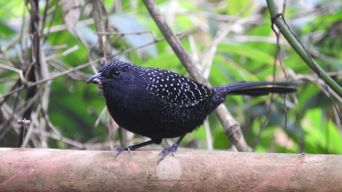 Large-tailed Antshrike - Paulo Rubim