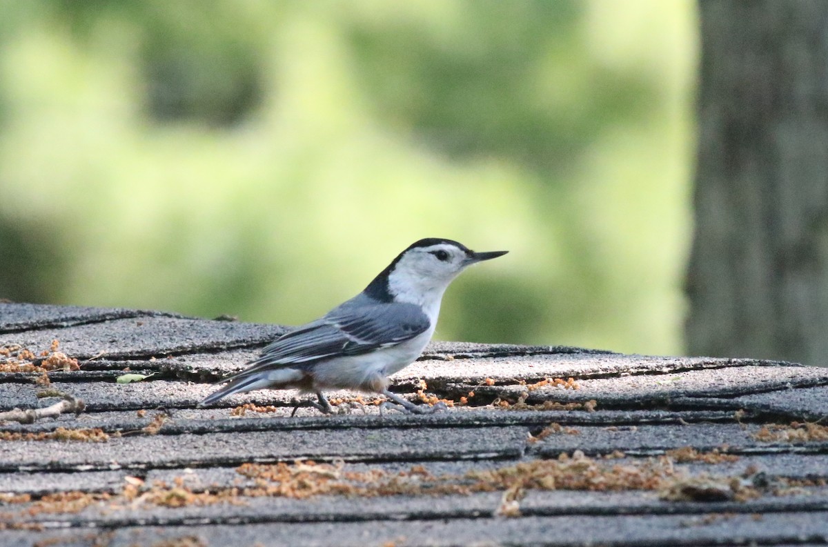 White-breasted Nuthatch - Joe Gyekis