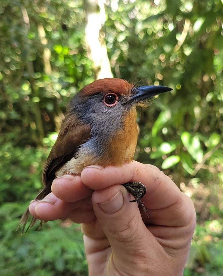 Rufous-capped Nunlet - ML619487439