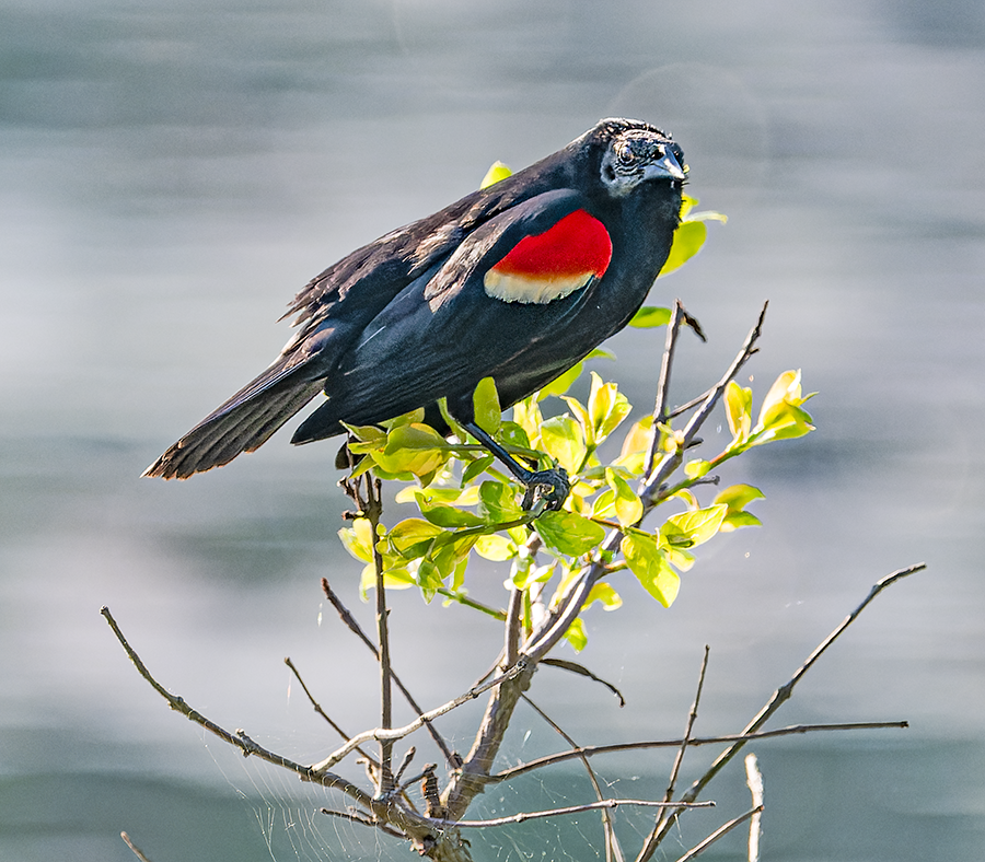 Red-winged Blackbird - ML619487447