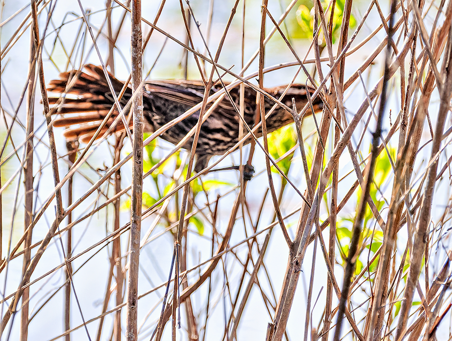 Red-winged Blackbird - ML619487448