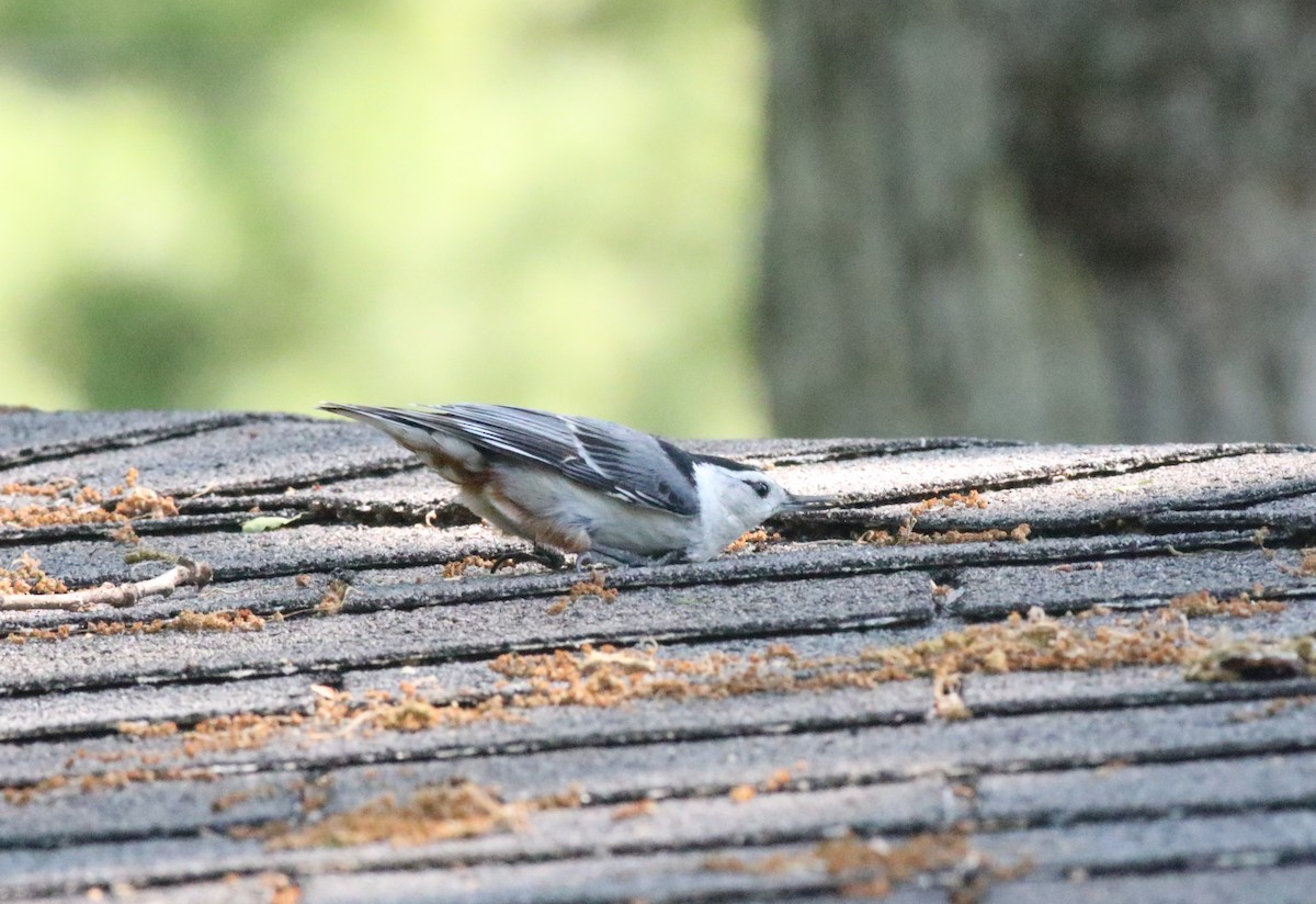 White-breasted Nuthatch - Joe Gyekis