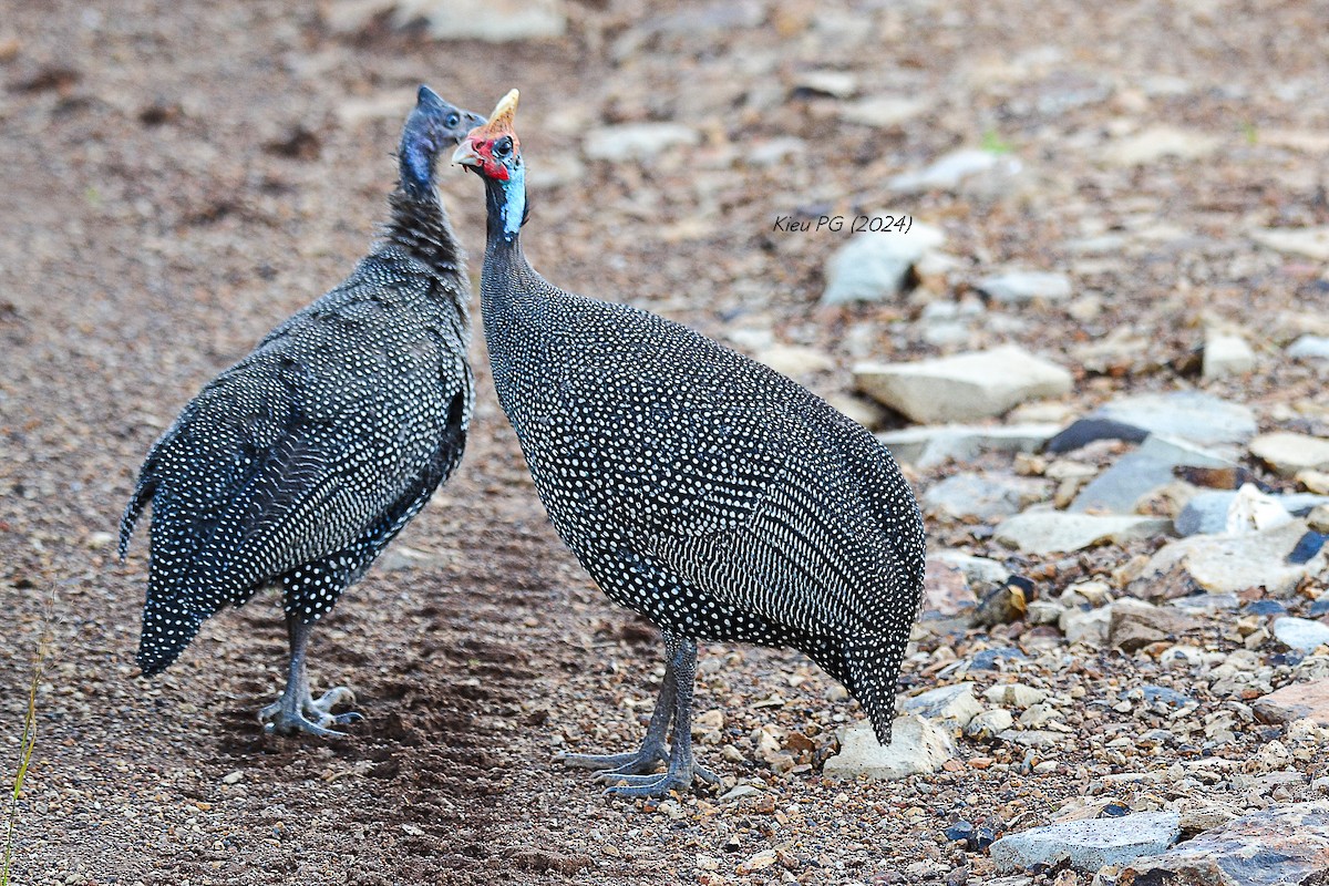 Helmeted Guineafowl - Chris Kieu