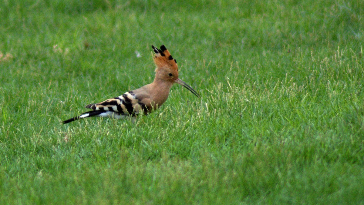 Eurasian Hoopoe - Faisal Fasaludeen