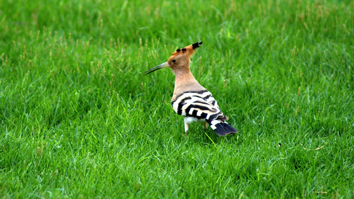 Eurasian Hoopoe - Faisal Fasaludeen