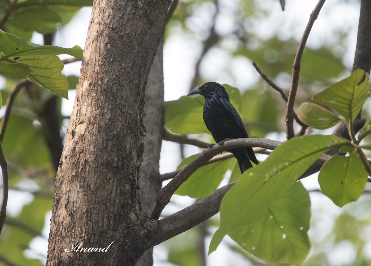 Hair-crested Drongo - Anand Singh