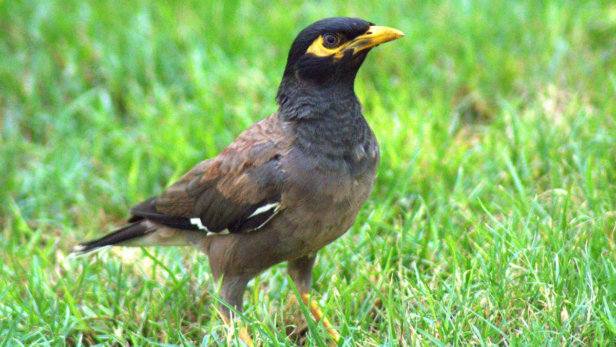 Common Myna - Faisal Fasaludeen