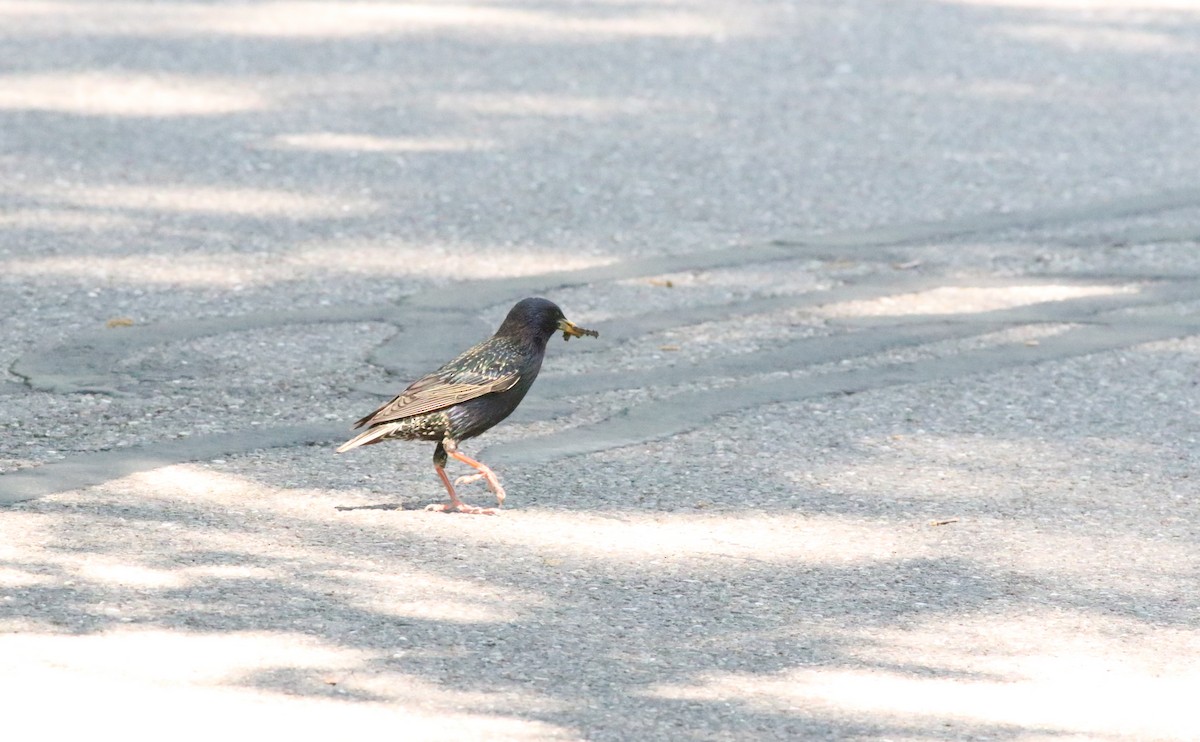 European Starling - Joe Gyekis