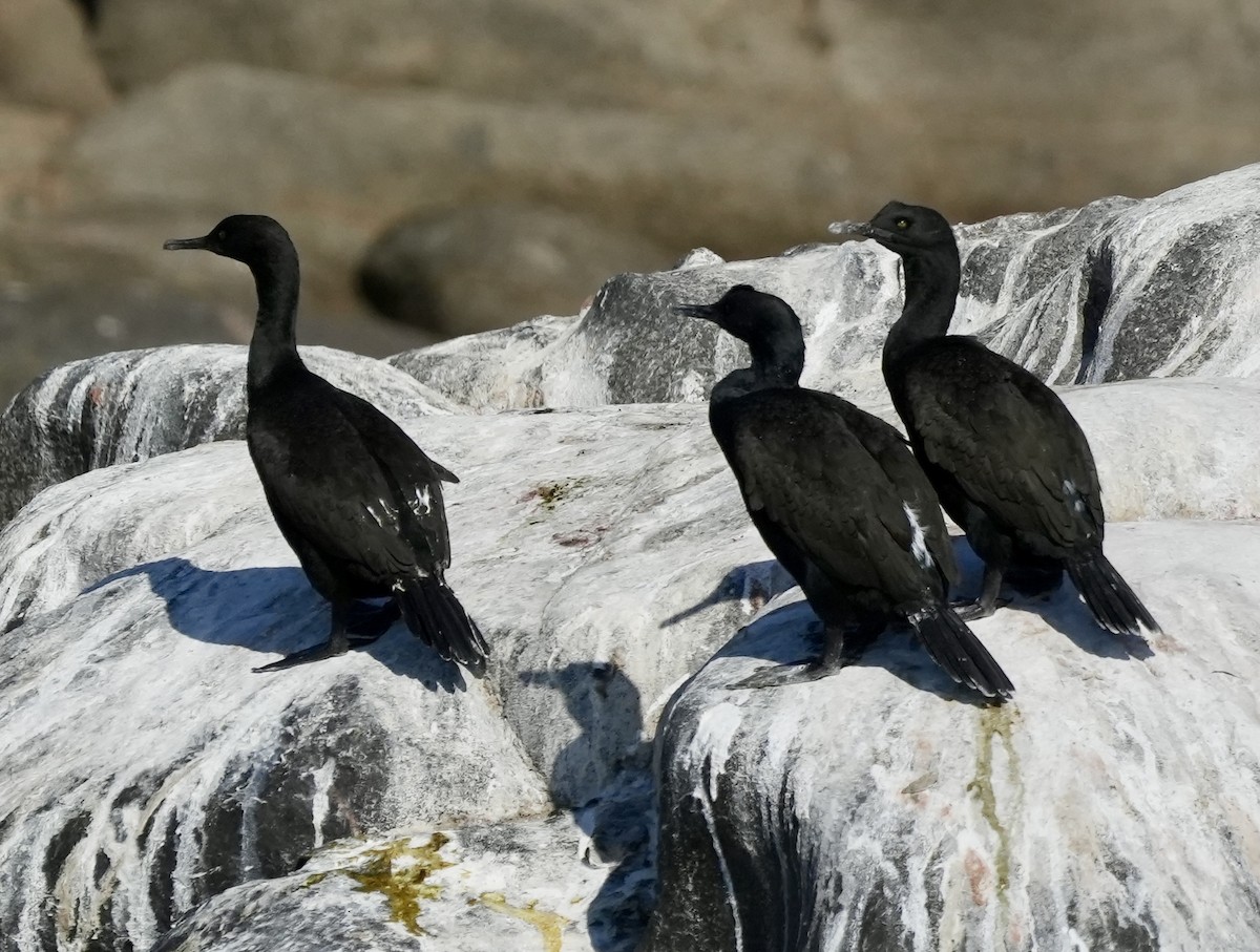 Bank Cormorant - Anthony Schlencker