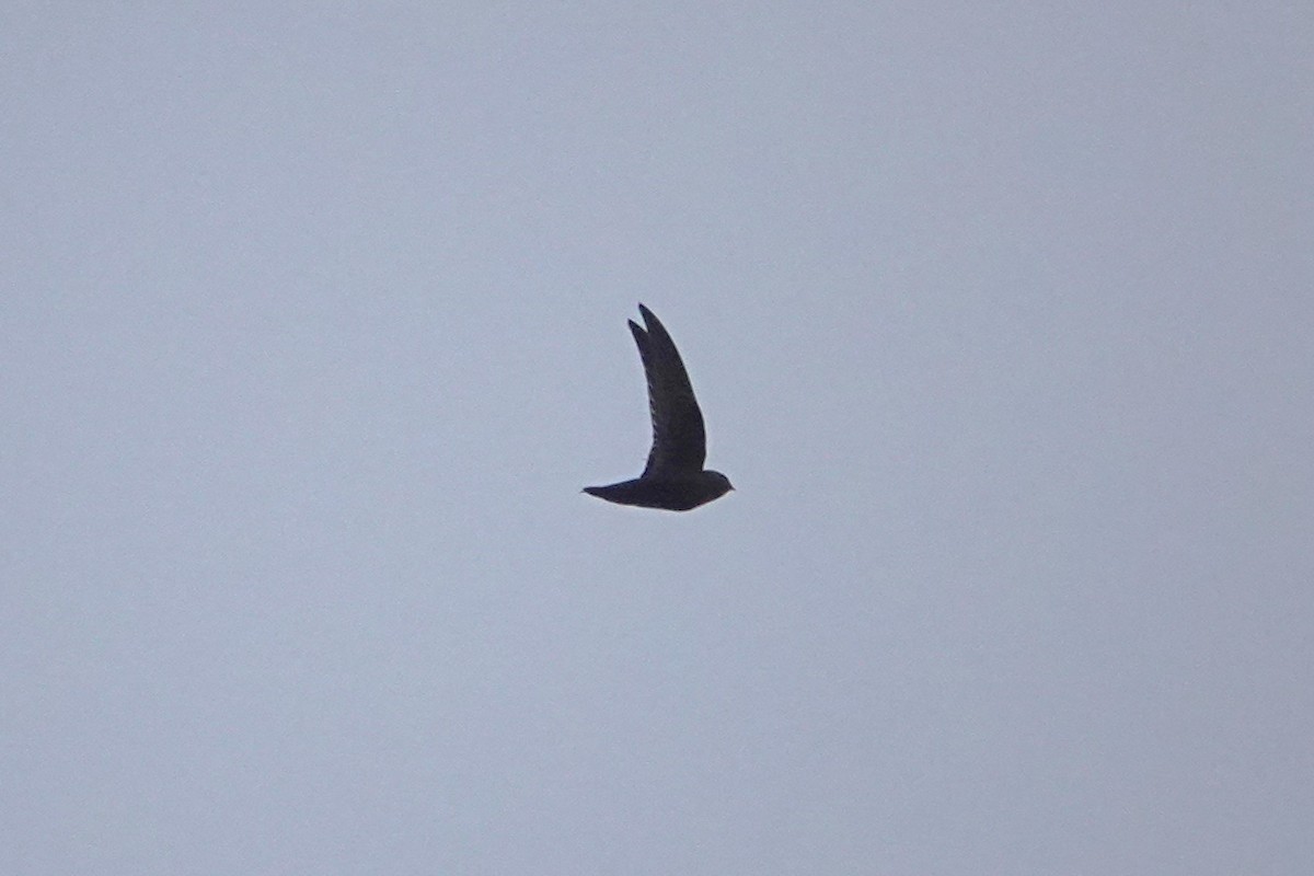 Black Swift - ML619487487