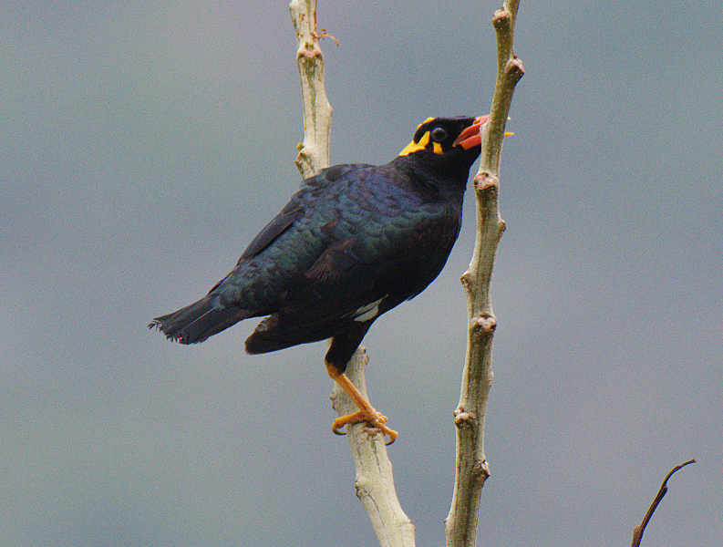 Southern Hill Myna - Fareed Mohmed