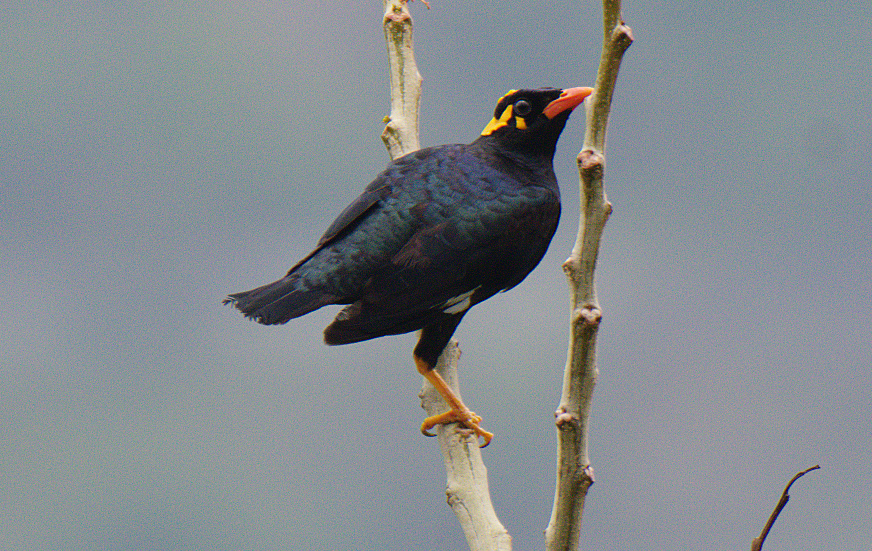 Southern Hill Myna - ML619487492