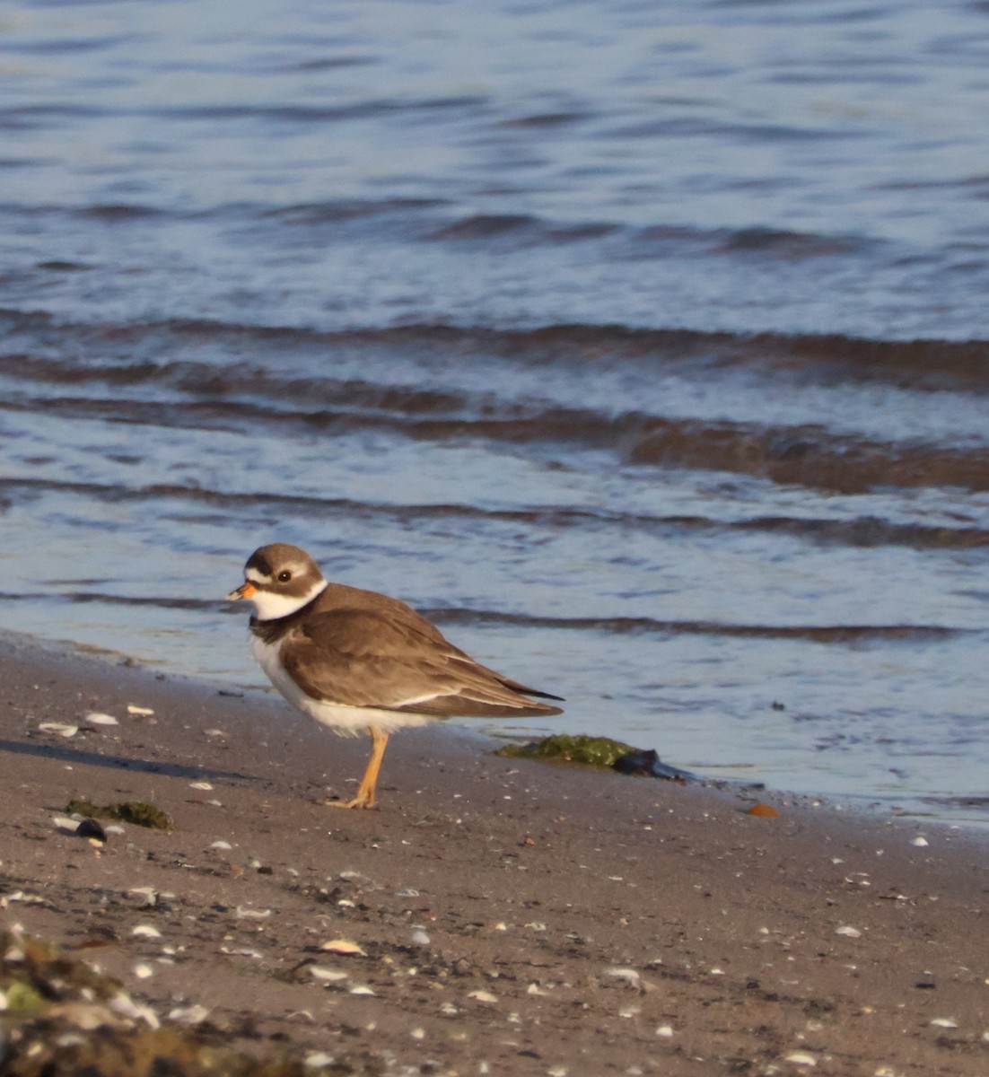 Semipalmated Plover - Santo A. Locasto