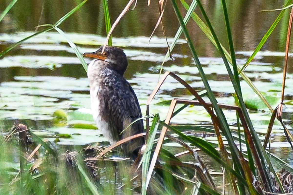 Cormorán Africano - ML619487500