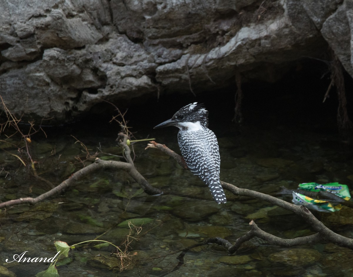 Crested Kingfisher - Anand Singh