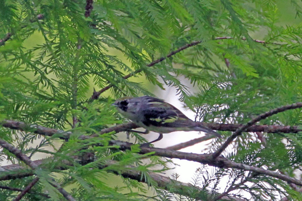 Chestnut-sided Warbler - Connie Guillory