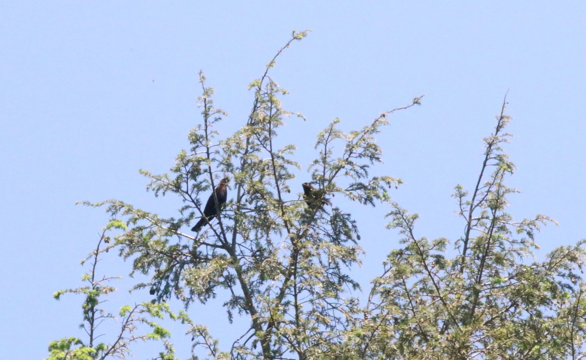 Brown-headed Cowbird - Joe Gyekis