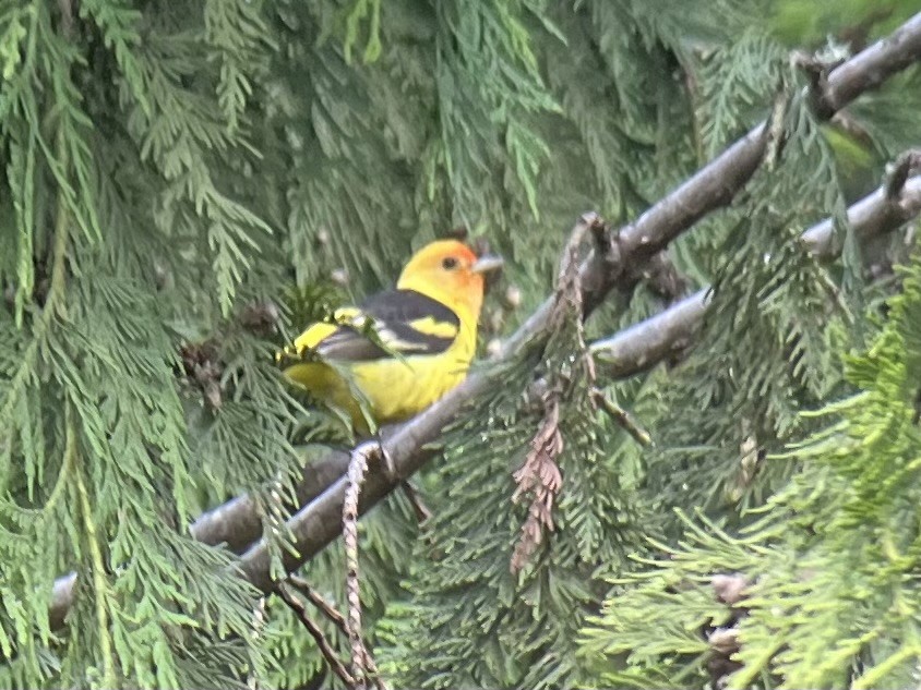 Western Tanager - ML619487520