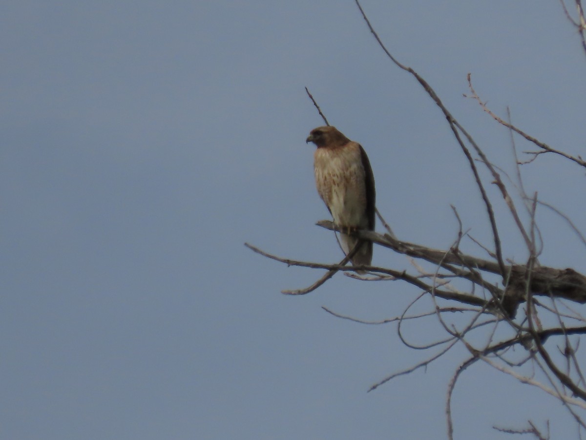 Red-tailed Hawk (calurus/alascensis) - Kieran Schnitzspahn