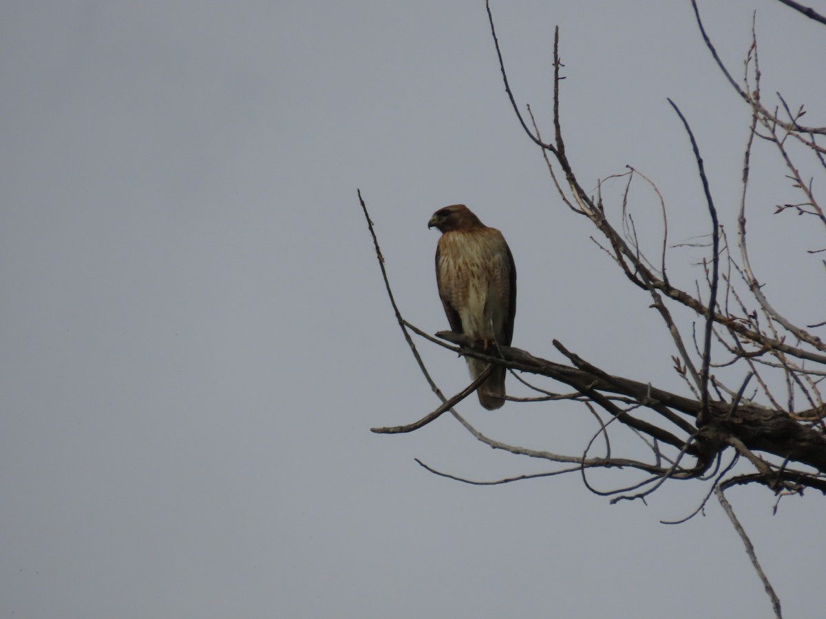 Red-tailed Hawk (calurus/alascensis) - Kieran Schnitzspahn