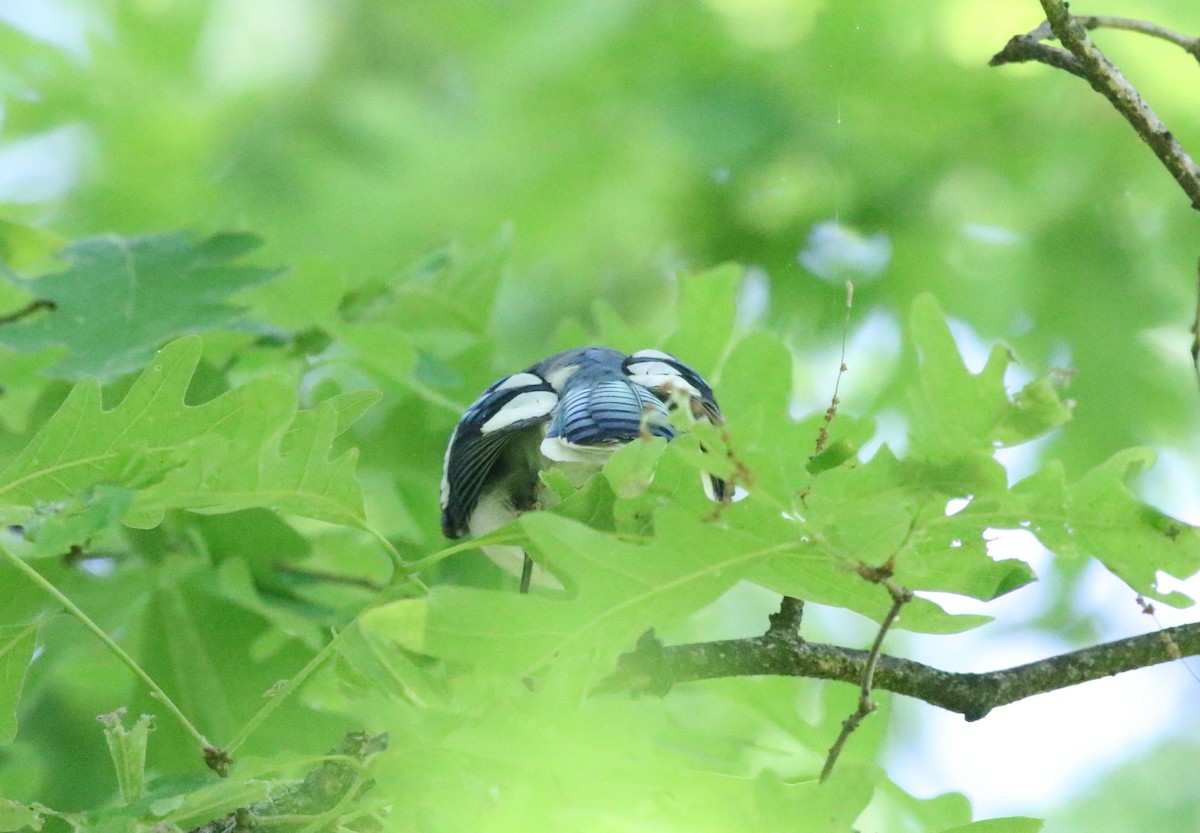 Blue Jay - Joe Gyekis