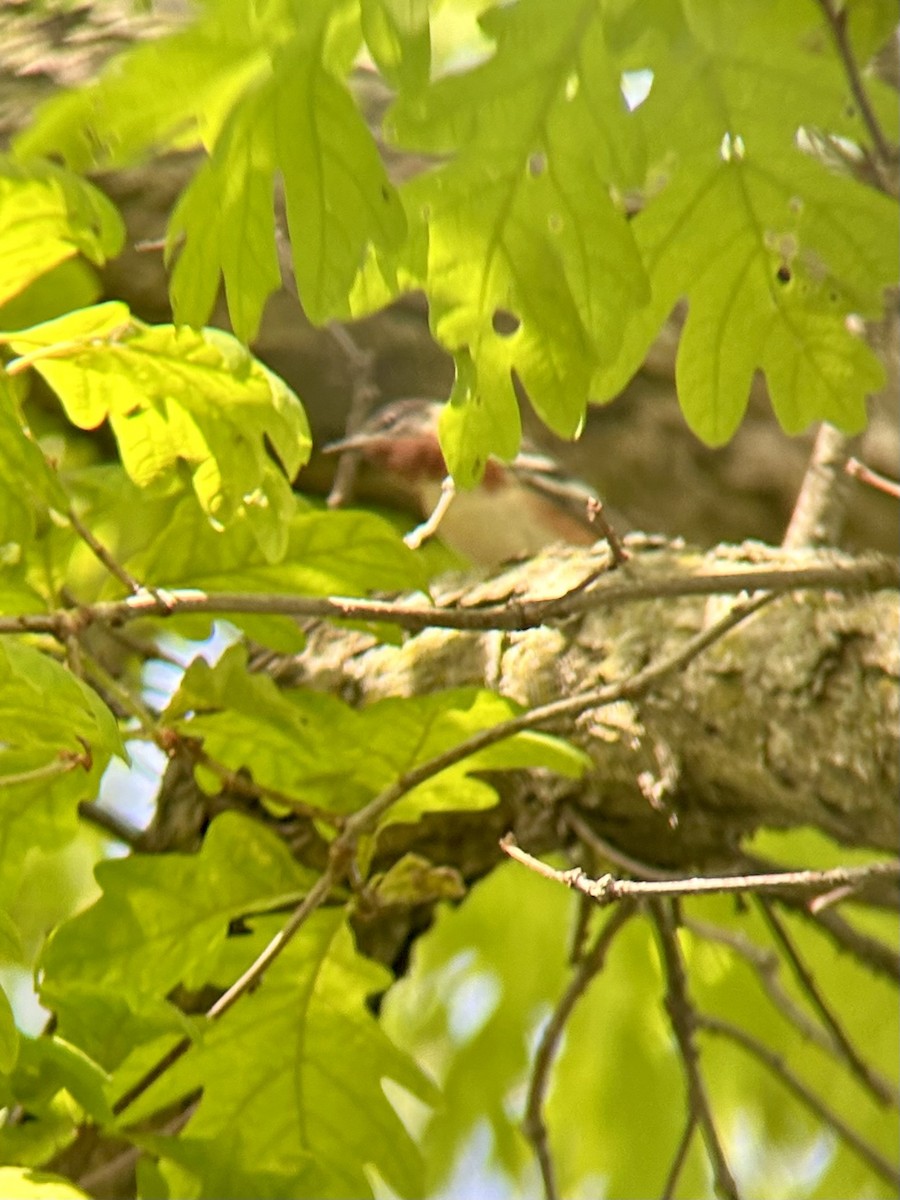 Bay-breasted Warbler - Brandon Prim