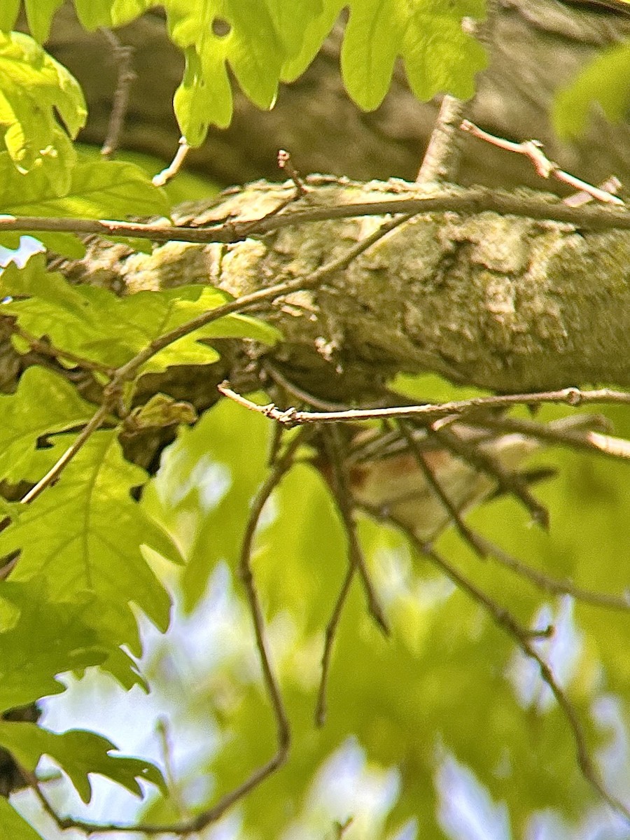 Bay-breasted Warbler - Brandon Prim