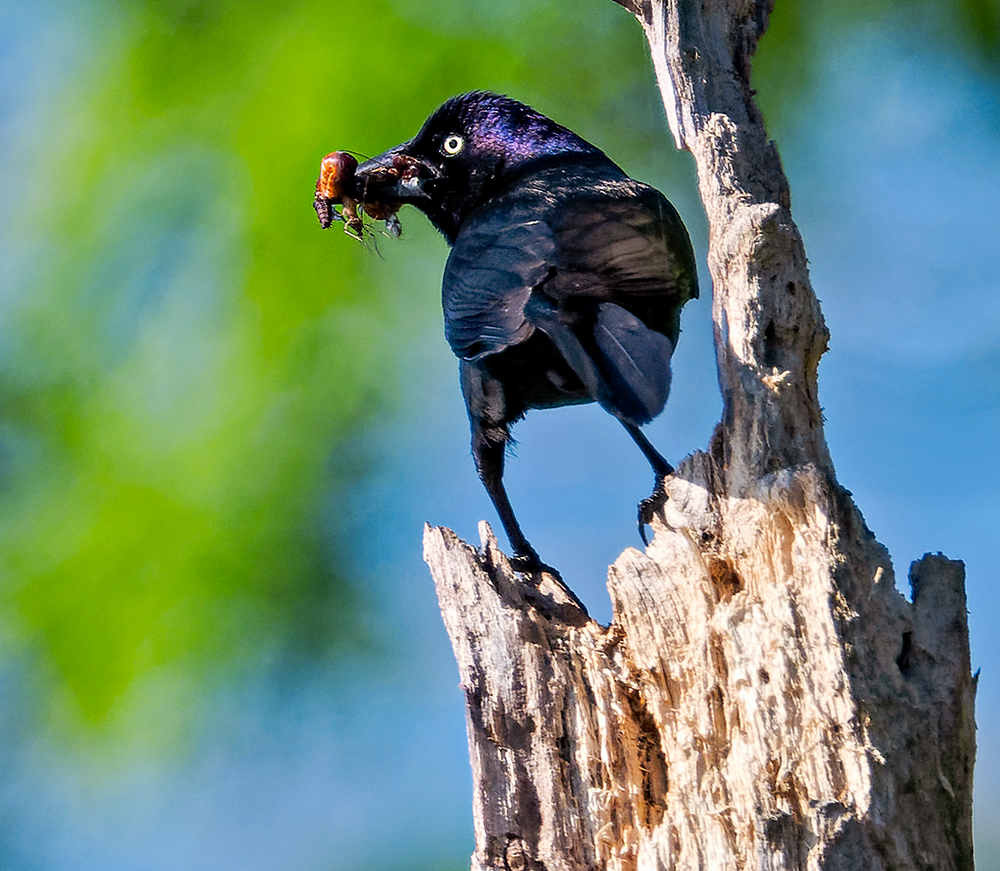 Common Grackle - ML619487534