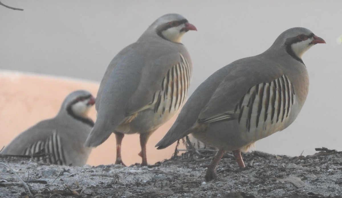 Chukar - ML619487536