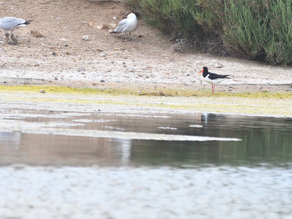 Eurasian Oystercatcher - Alejandro Gómez Vilches