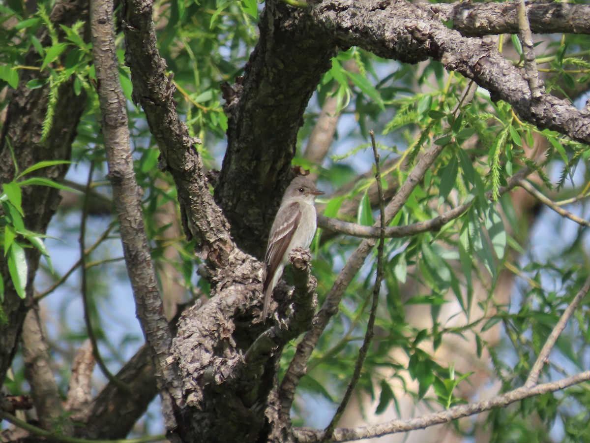 Western Wood-Pewee - Kieran Schnitzspahn