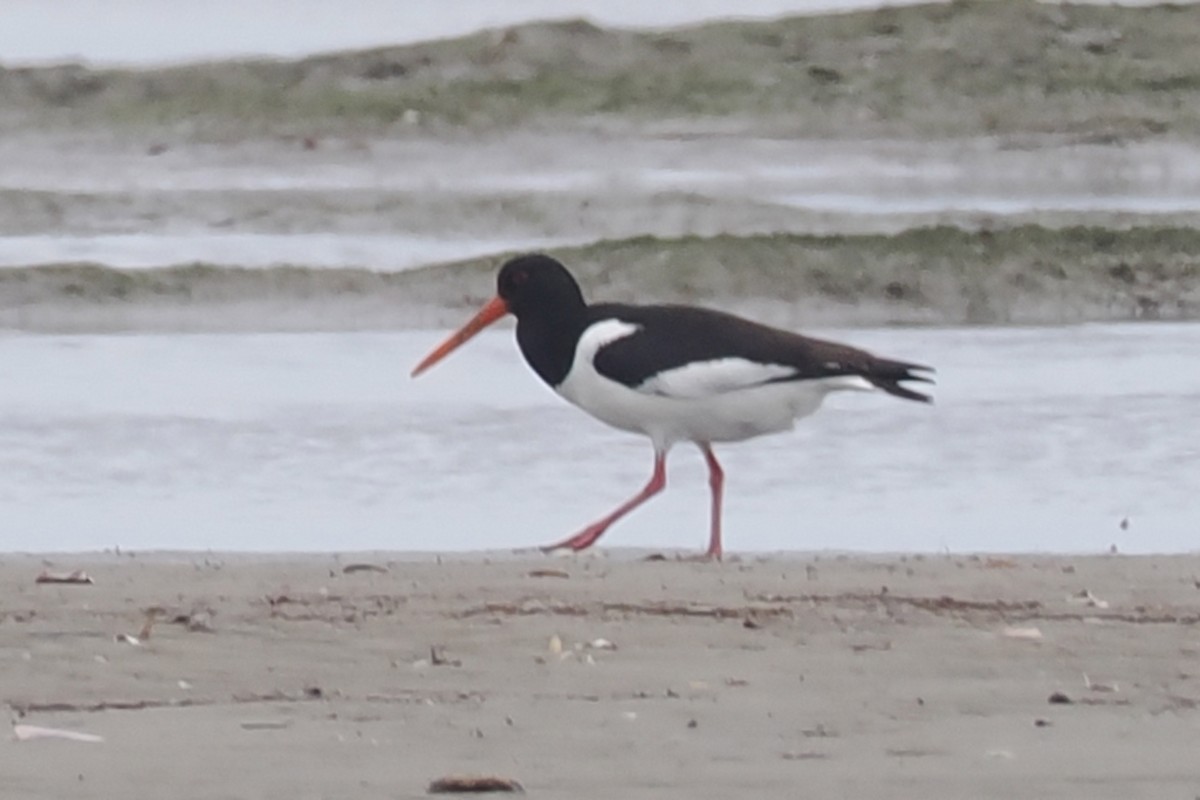 Eurasian Oystercatcher - Donna Pomeroy