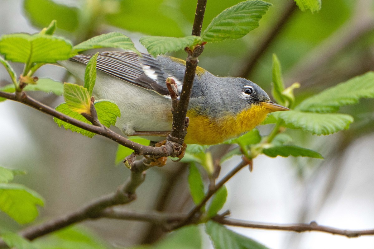 Northern Parula - Susan Elliott