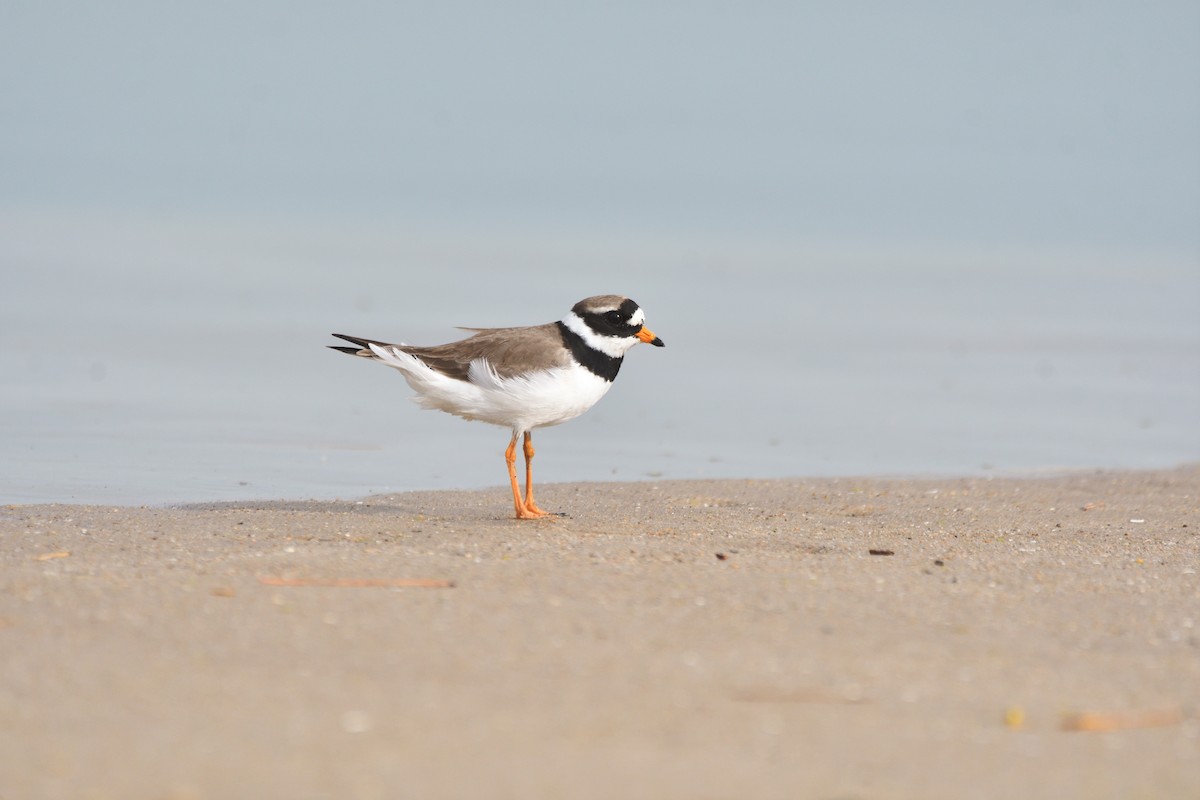 Common Ringed Plover - Alejandro Gómez Vilches