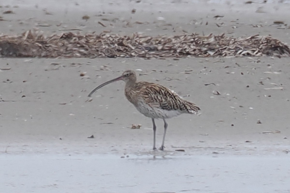 Eurasian Curlew - Donna Pomeroy