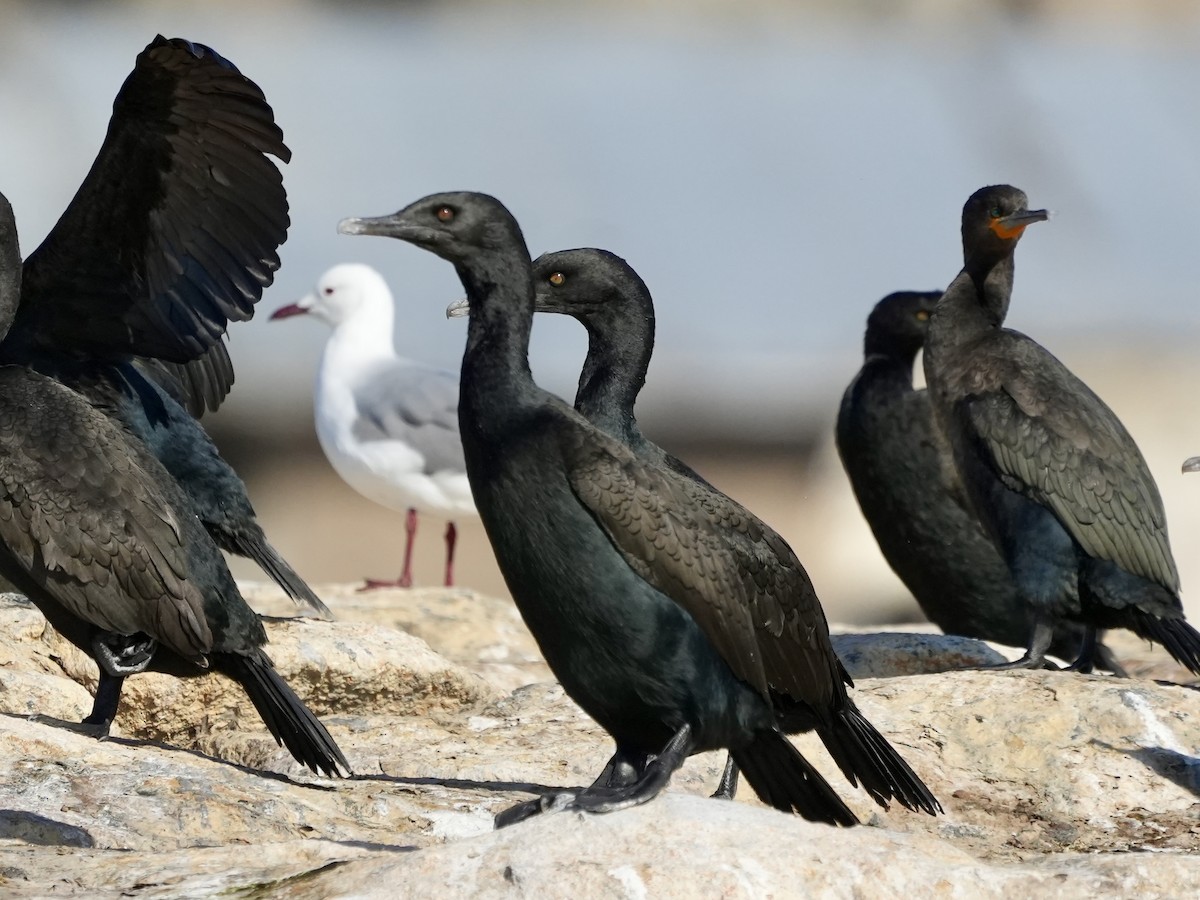 Cape Cormorant - Anthony Schlencker