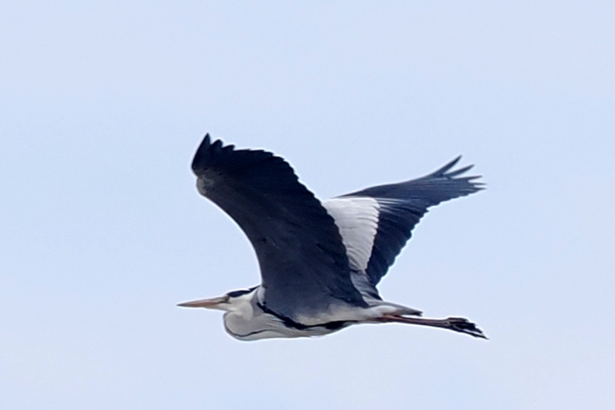 Gray Heron - Donna Pomeroy