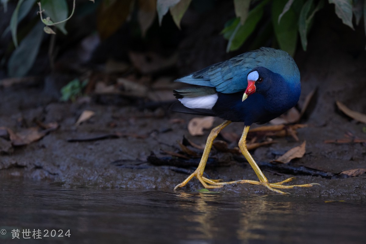 Purple Gallinule - Shigui Huang