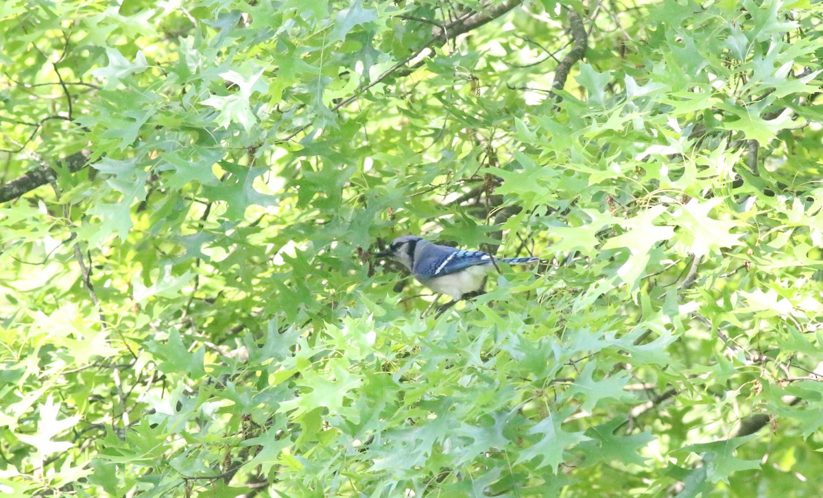 Blue Jay - Joe Gyekis