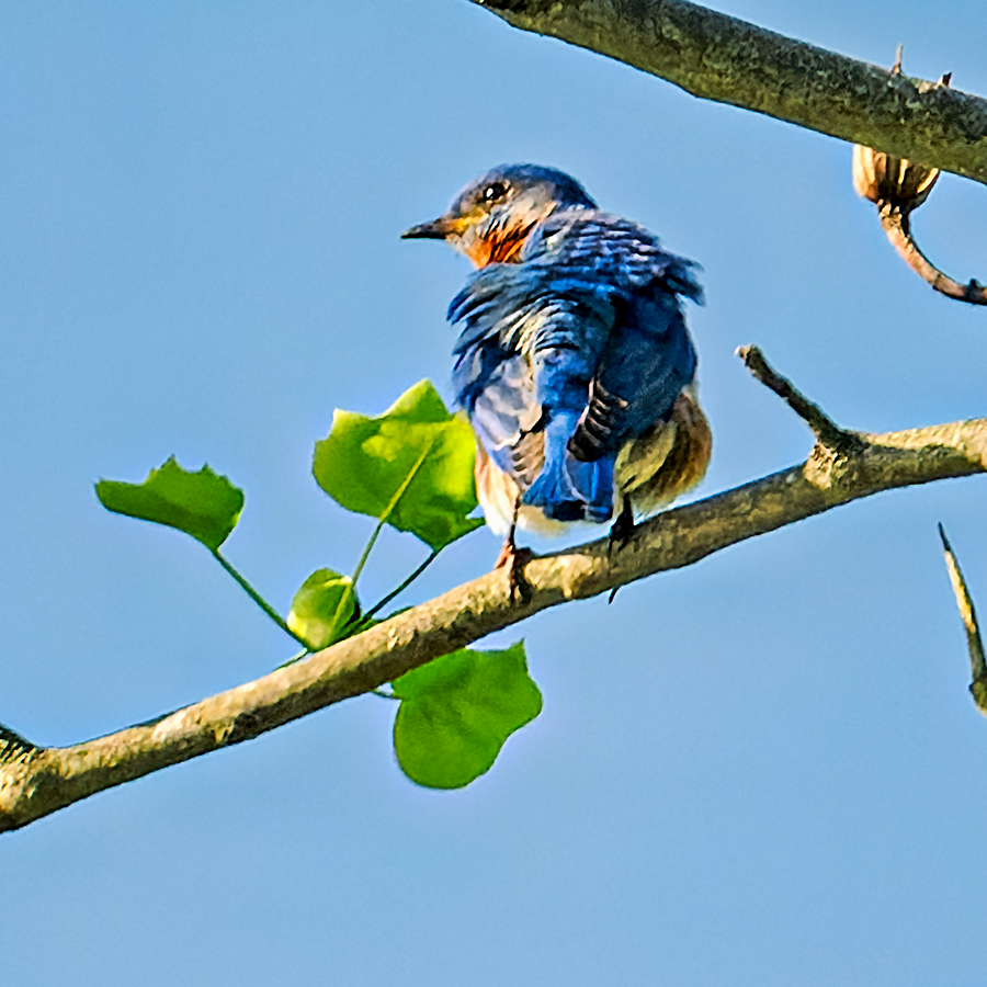 Eastern Bluebird - ML619487575