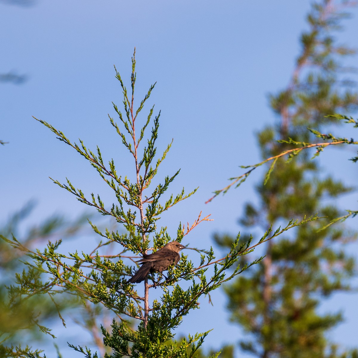 Brown-headed Cowbird - ML619487580