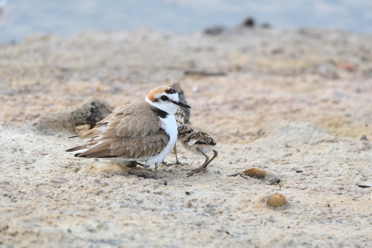 Kentish Plover - Alejandro Gómez Vilches