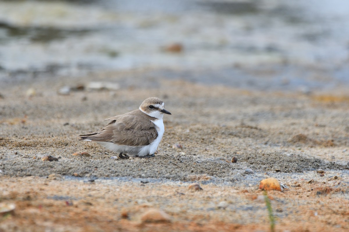 Kentish Plover - Alejandro Gómez Vilches