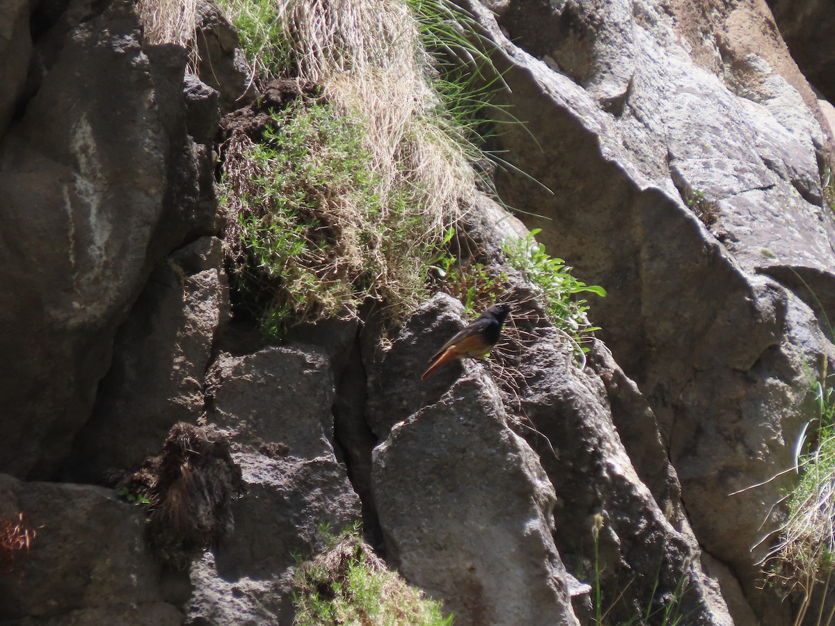 Black Redstart (Eastern) - Doug Kibbe