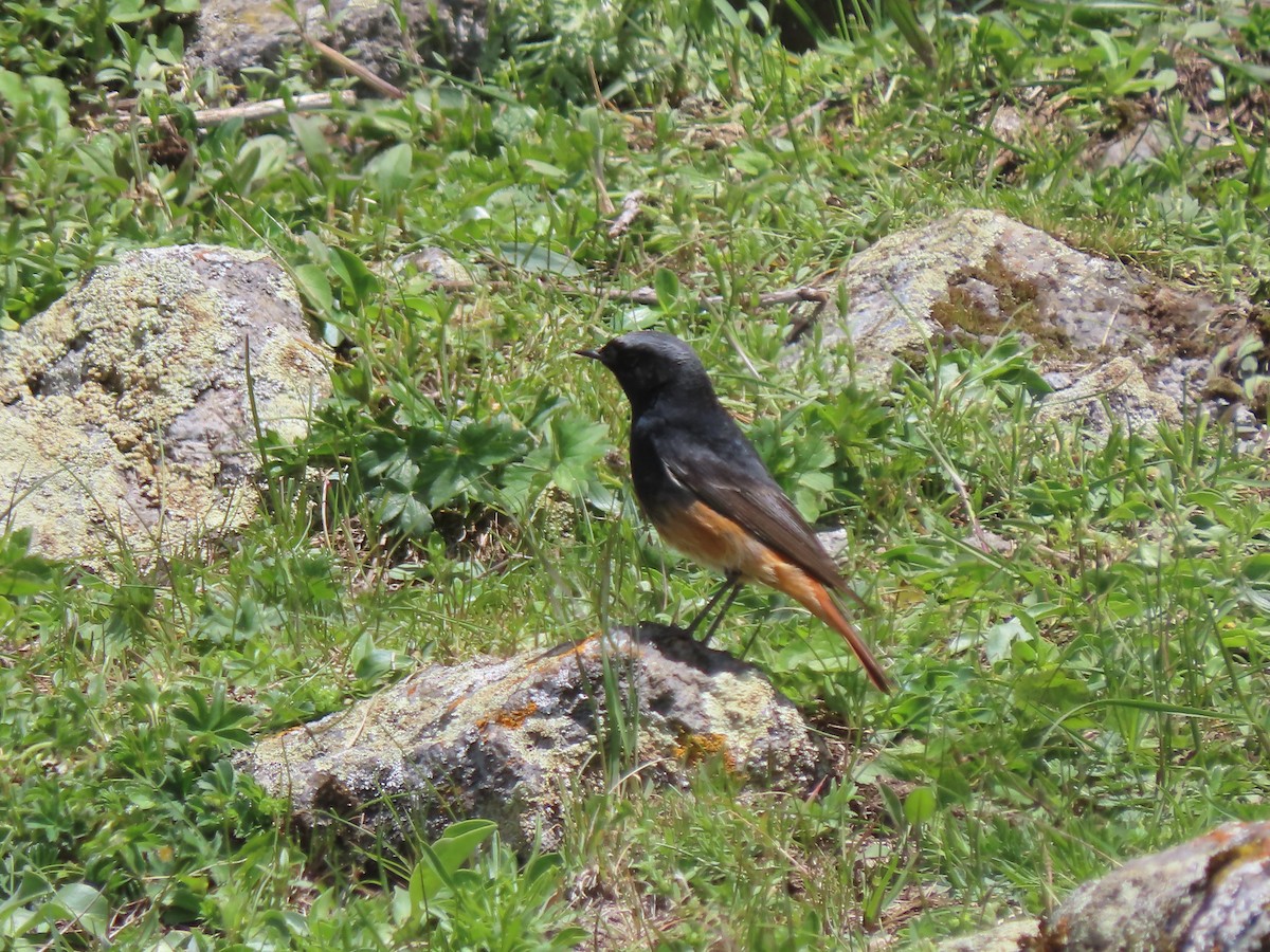 Black Redstart (Eastern) - Doug Kibbe