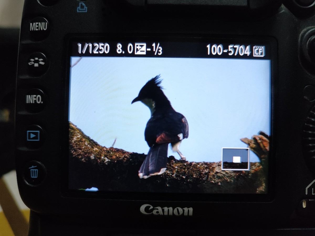 Pied Cuckoo - ML619487602