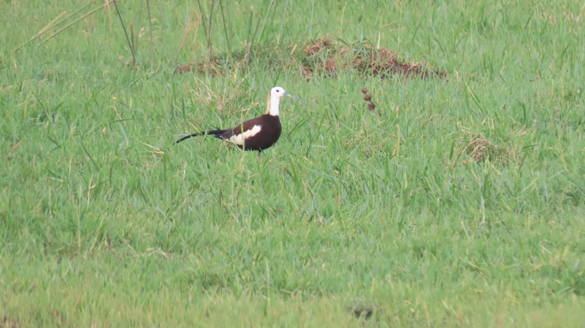 Pheasant-tailed Jacana - Sarvadaman Kulkarni