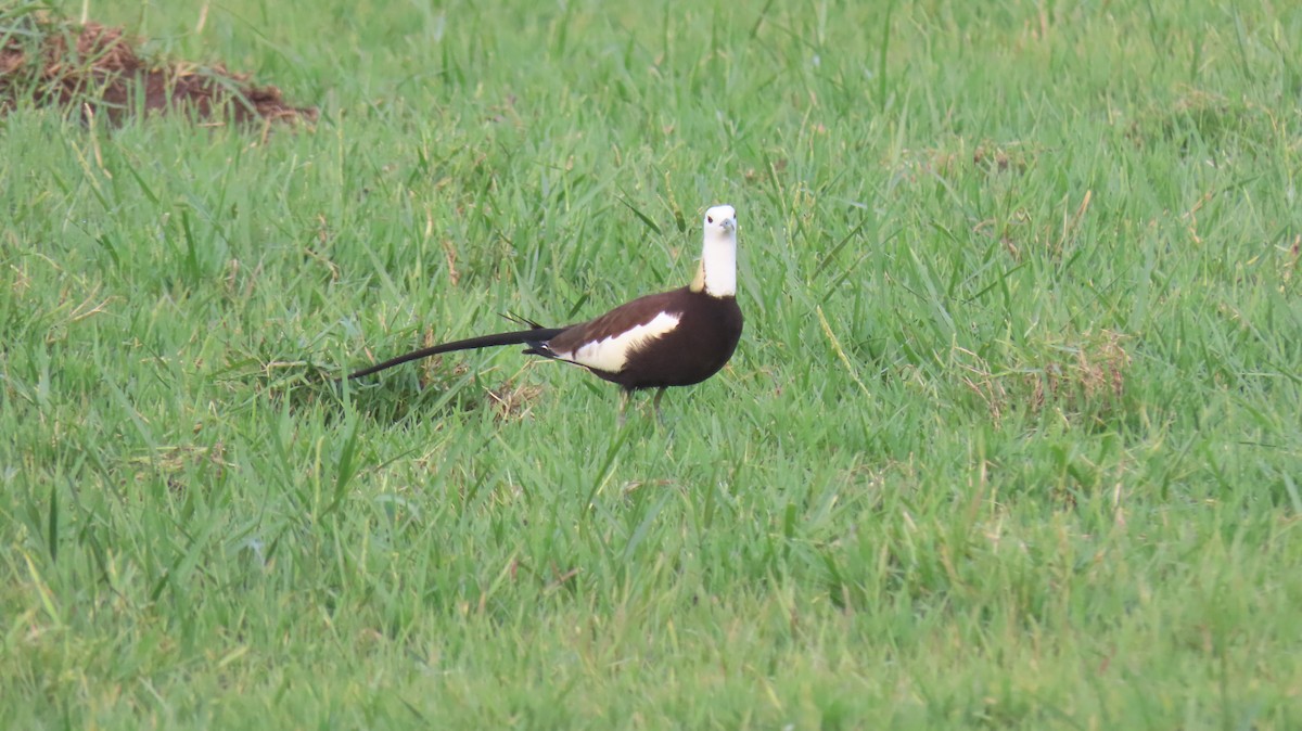 Pheasant-tailed Jacana - Sarvadaman Kulkarni